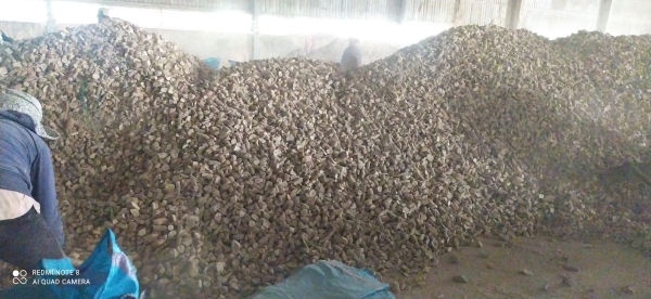 Cassava Slices
