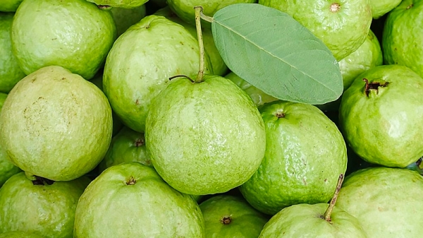 Guava