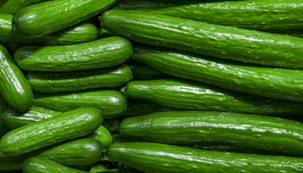 Cucumber