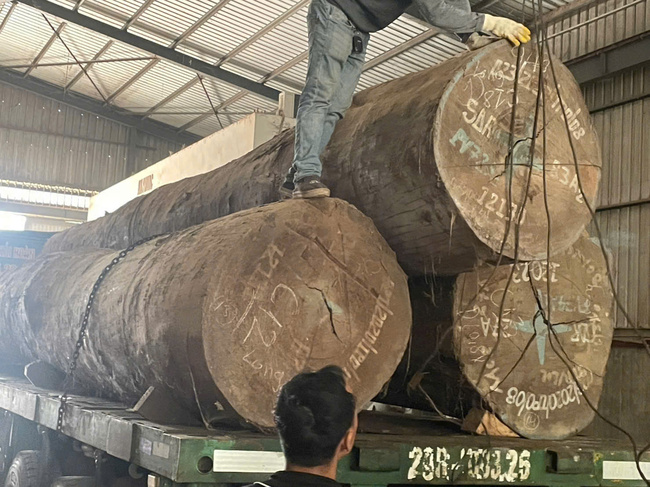 African yellowwood