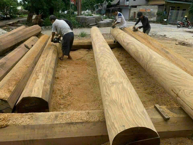 South African yellowwood