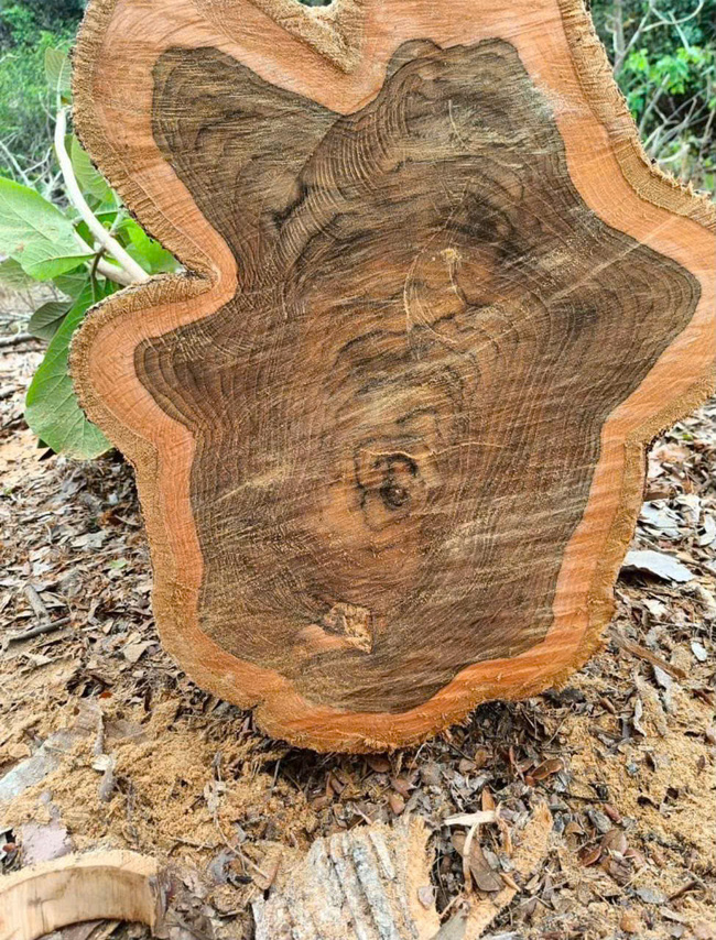 South American teak wood