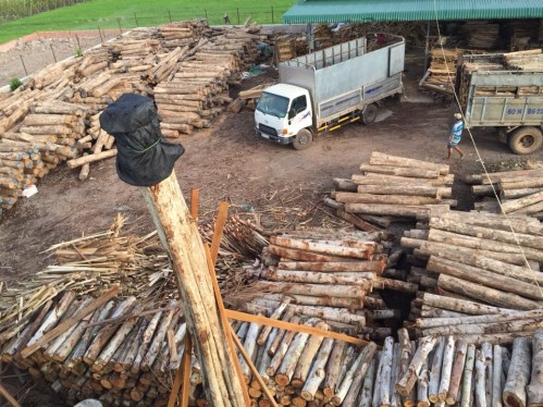 Dried Sawn Timber