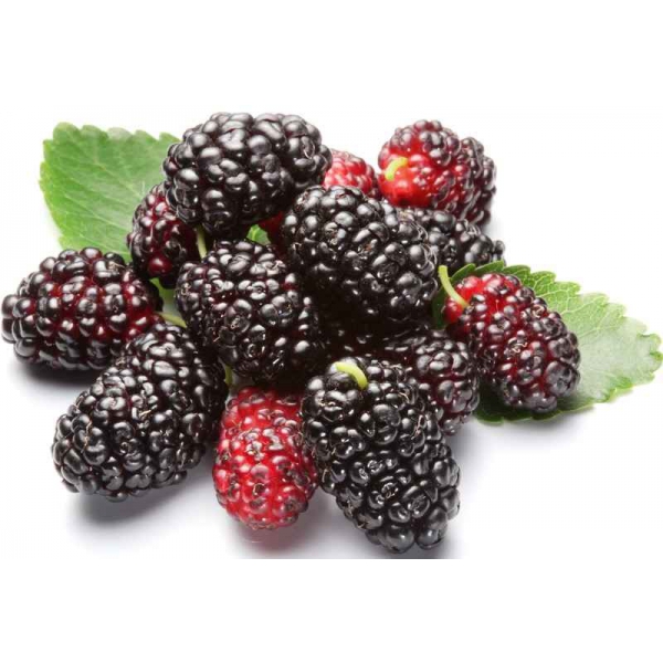 Black Wolfberry Extract