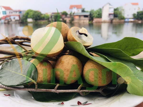 Longan