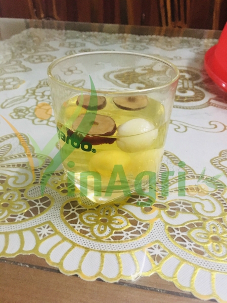 Longan