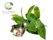 Green tea essential oil