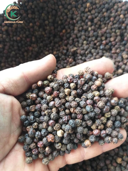 Black Pepper 570 GL