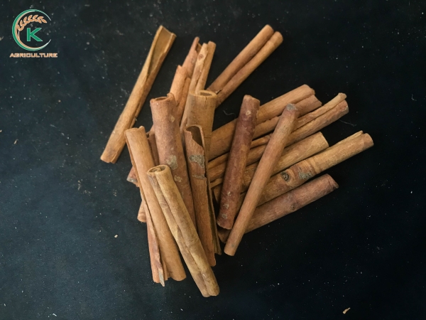 Finger Cassia