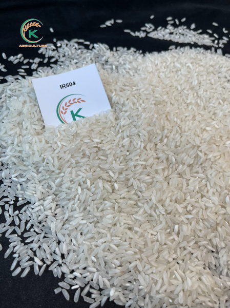 IR504 Rice