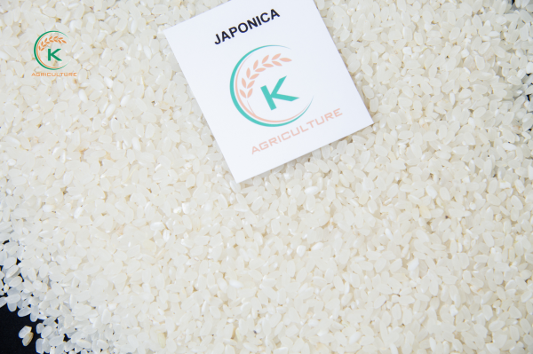 Japonica Rice
