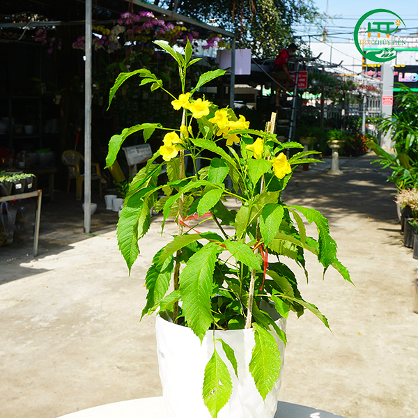 Cassia fistula