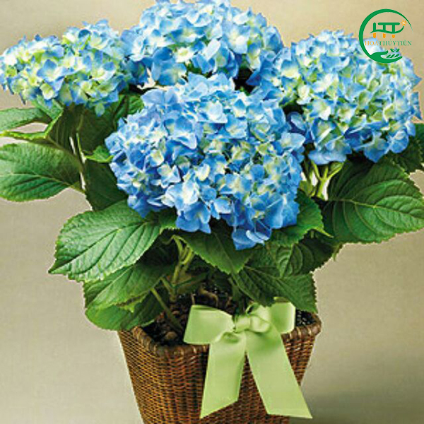 Hydrangea