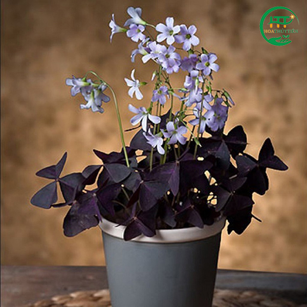 Oxalis triangularis