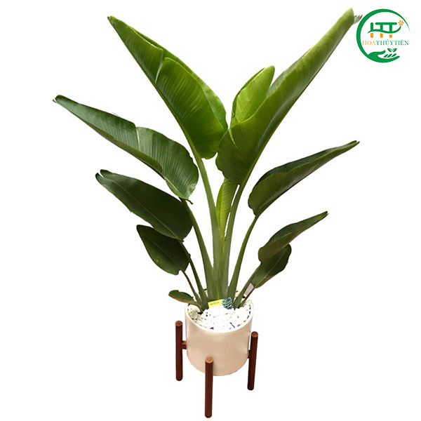 Banana palm