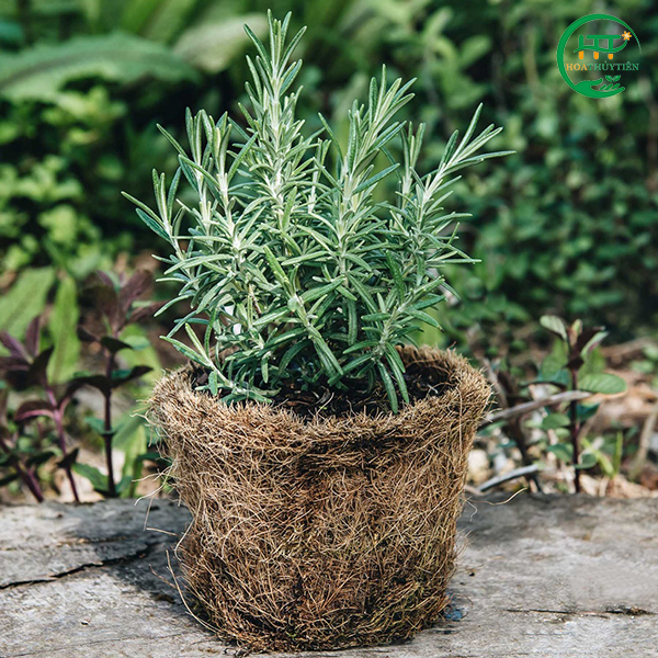Rosemary