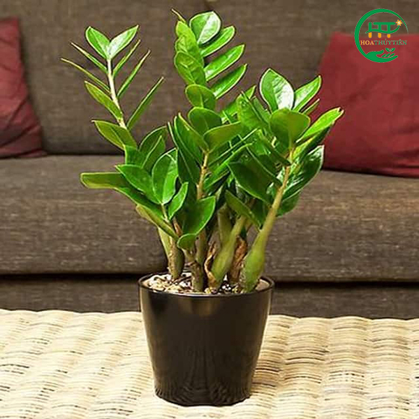 ZZ plant