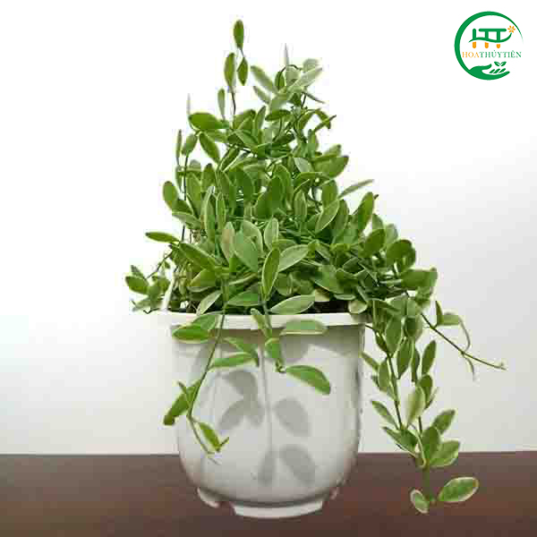 Dischidia milnei