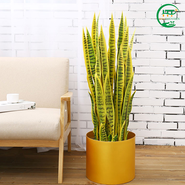 Snake plant
