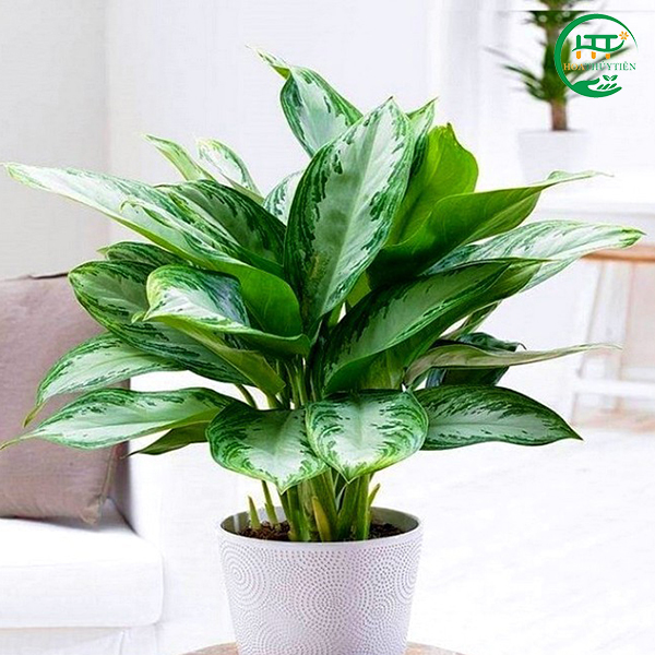 Aglaonema
