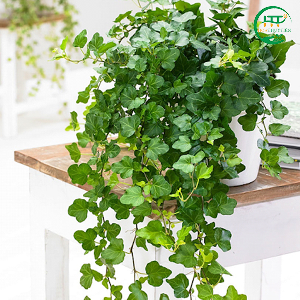 English ivy