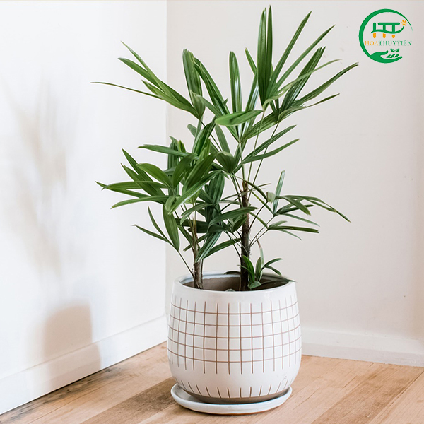 Rhapis excelsa