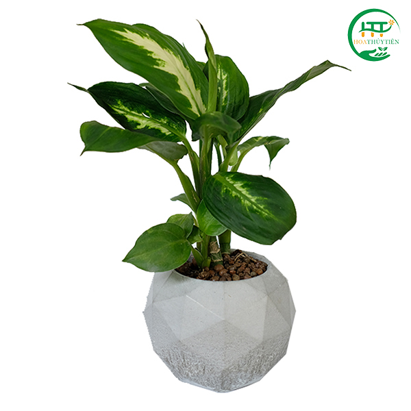 Dumbcane