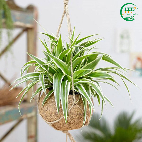 Spider plant