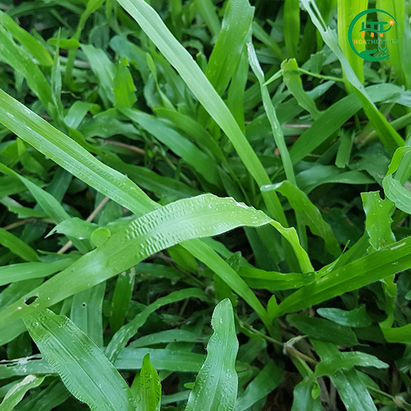 Carpet grass