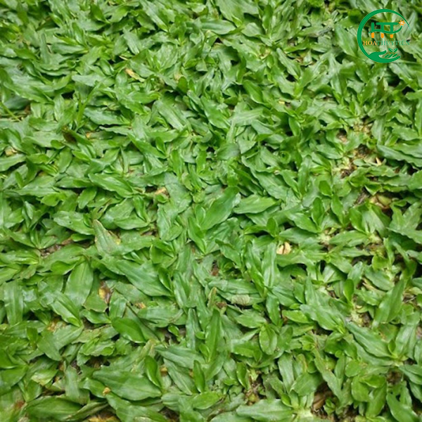 Thailand carpet grass
