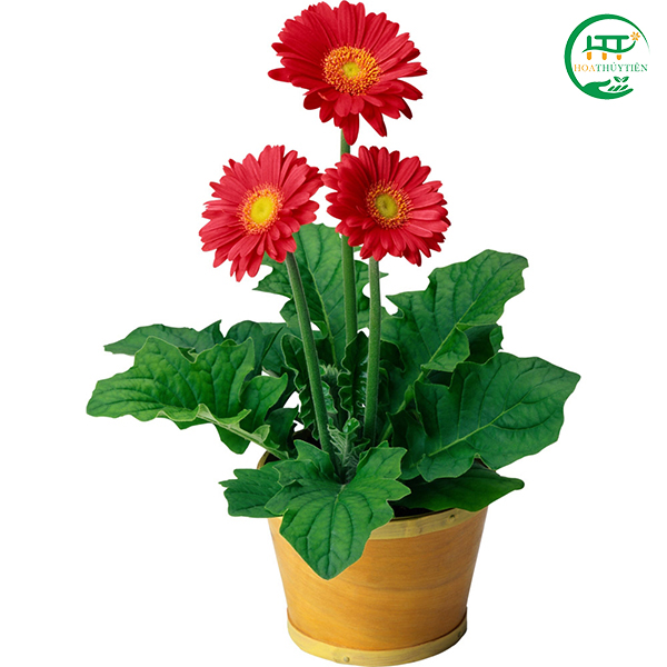 Gerbera