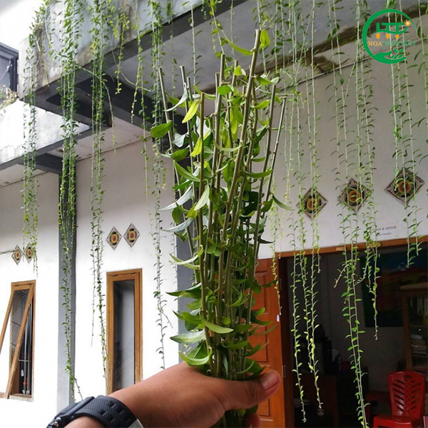 Curtain creeper