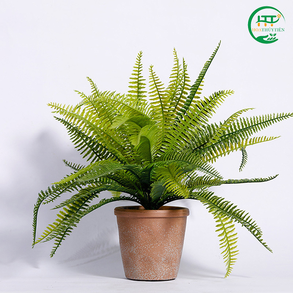 Nephrolepis cordifolia