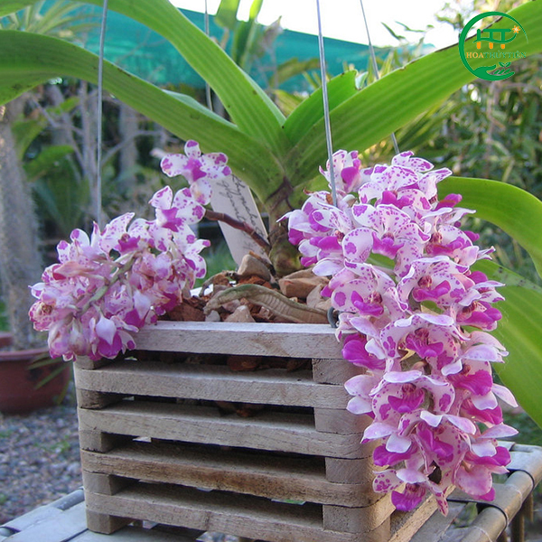Wild orchid