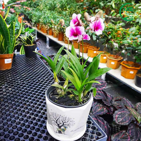 Dendrobium nobile