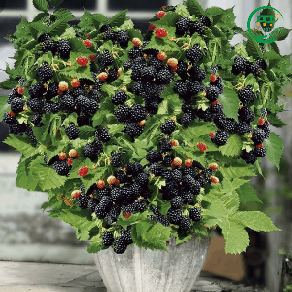 Black raspberry tree