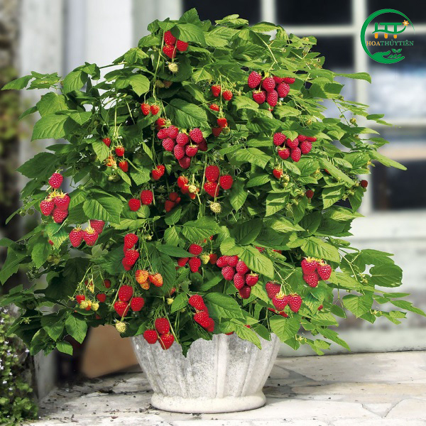 Red raspberry tree