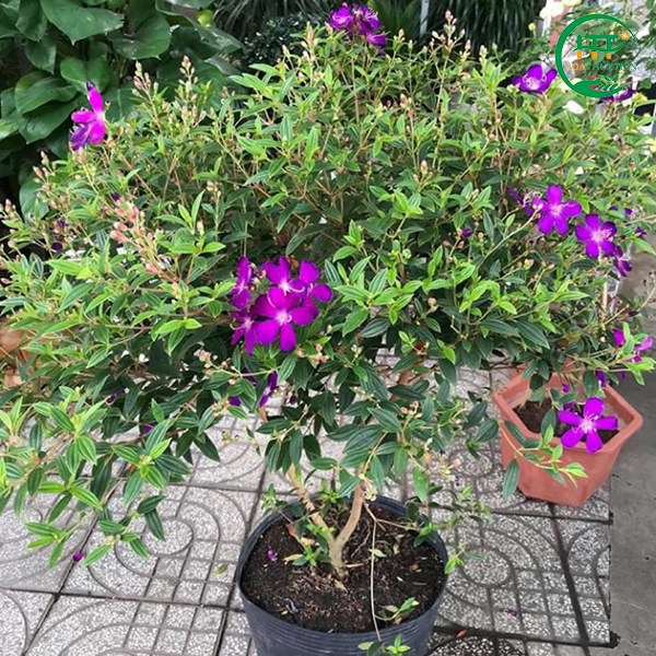 Rose myrtle