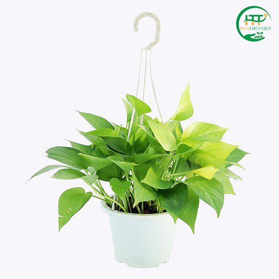 Thailand pothos
