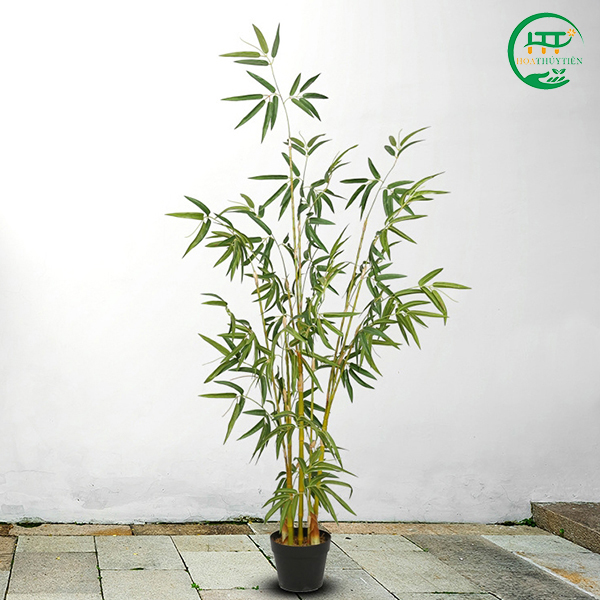 Bamboo