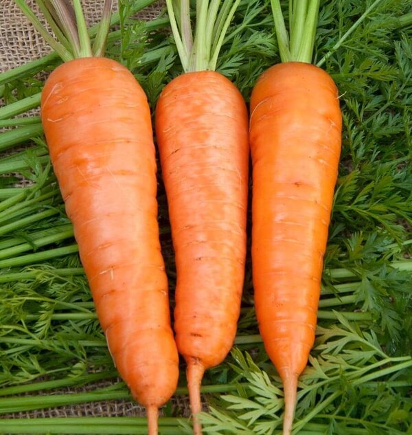 Dalat carrot