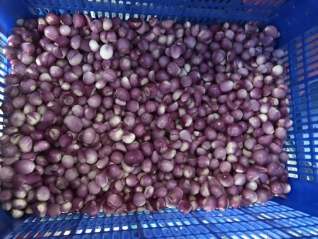 Peeled onions