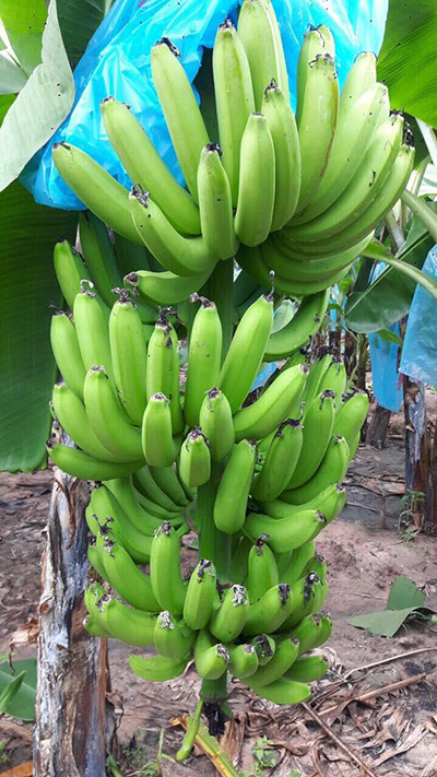 Fresh Banana