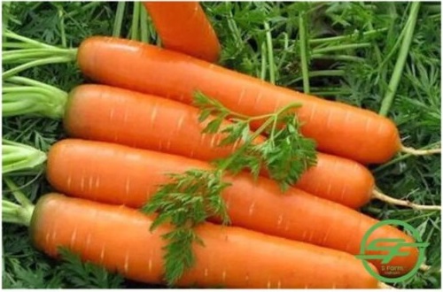 Fresh Carrot