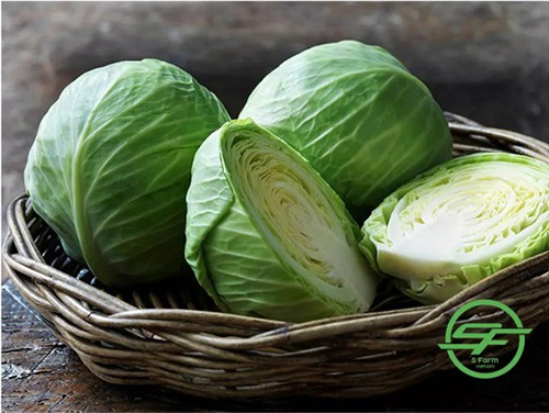 Fresh Green Cabbage