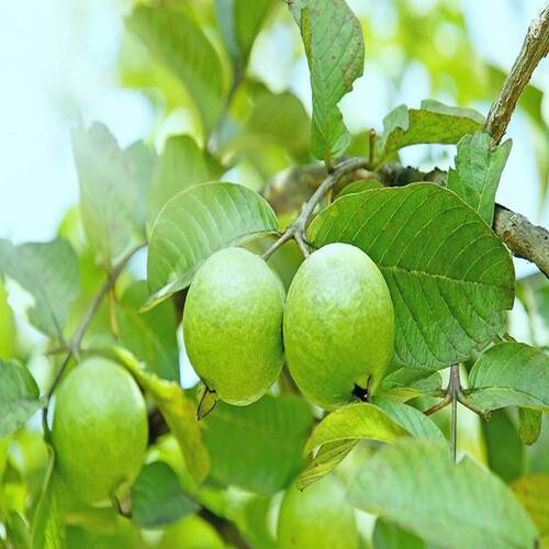 Fresh Guava