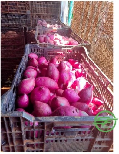 Purple Sweet Potatoes