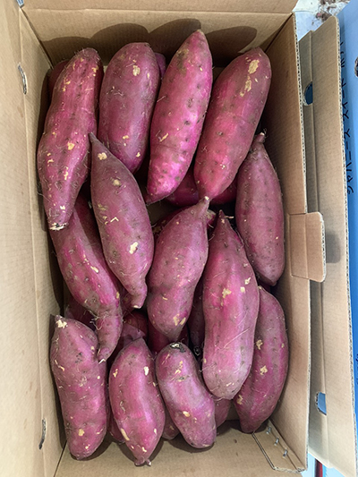 Sweet Potato