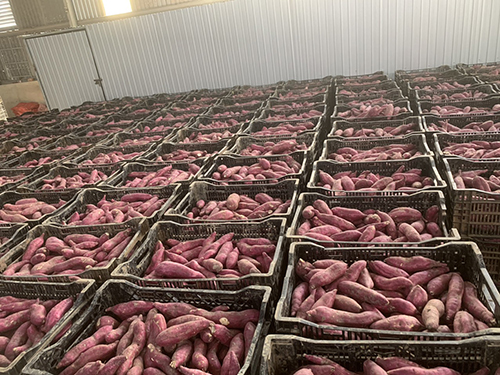 Sweet Potato