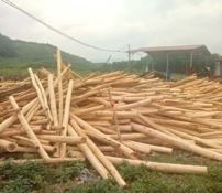 Acacia Wood